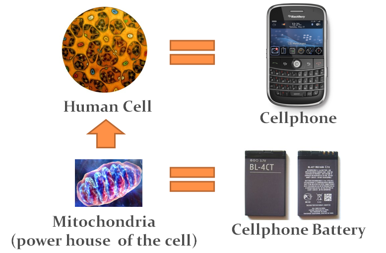 McVIL CoQ10 Graphic Presentation of how CoQ10 works in a Cell