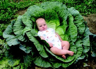 [6a00e552f1583b8833010536a40eda970c-320wi]