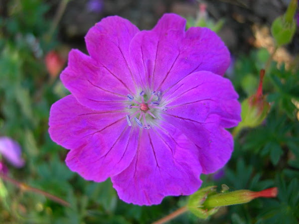 Geranium, Blodstorkenebb