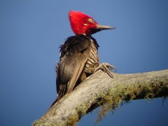 Guayaquil Woodpecker