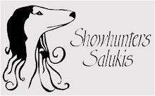 Showhunters Salukis