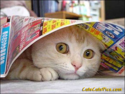 [cute-cat-hiding.jpg]