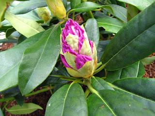Rhododendron 'Blue Ensign'