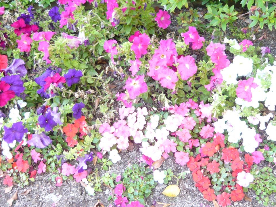 Holiday travel tips and experiences Los Angeles Plants