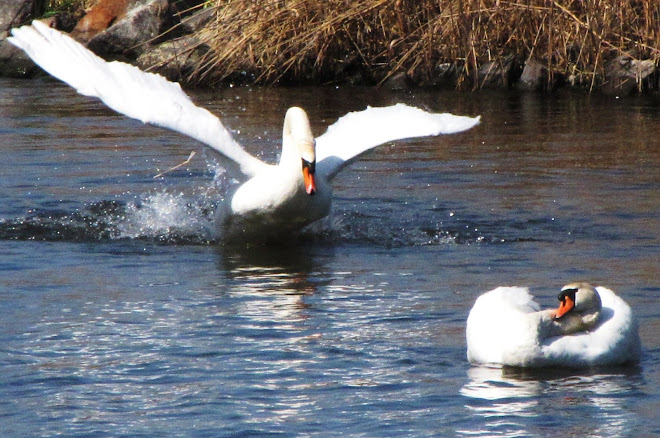 Territorial Challenge