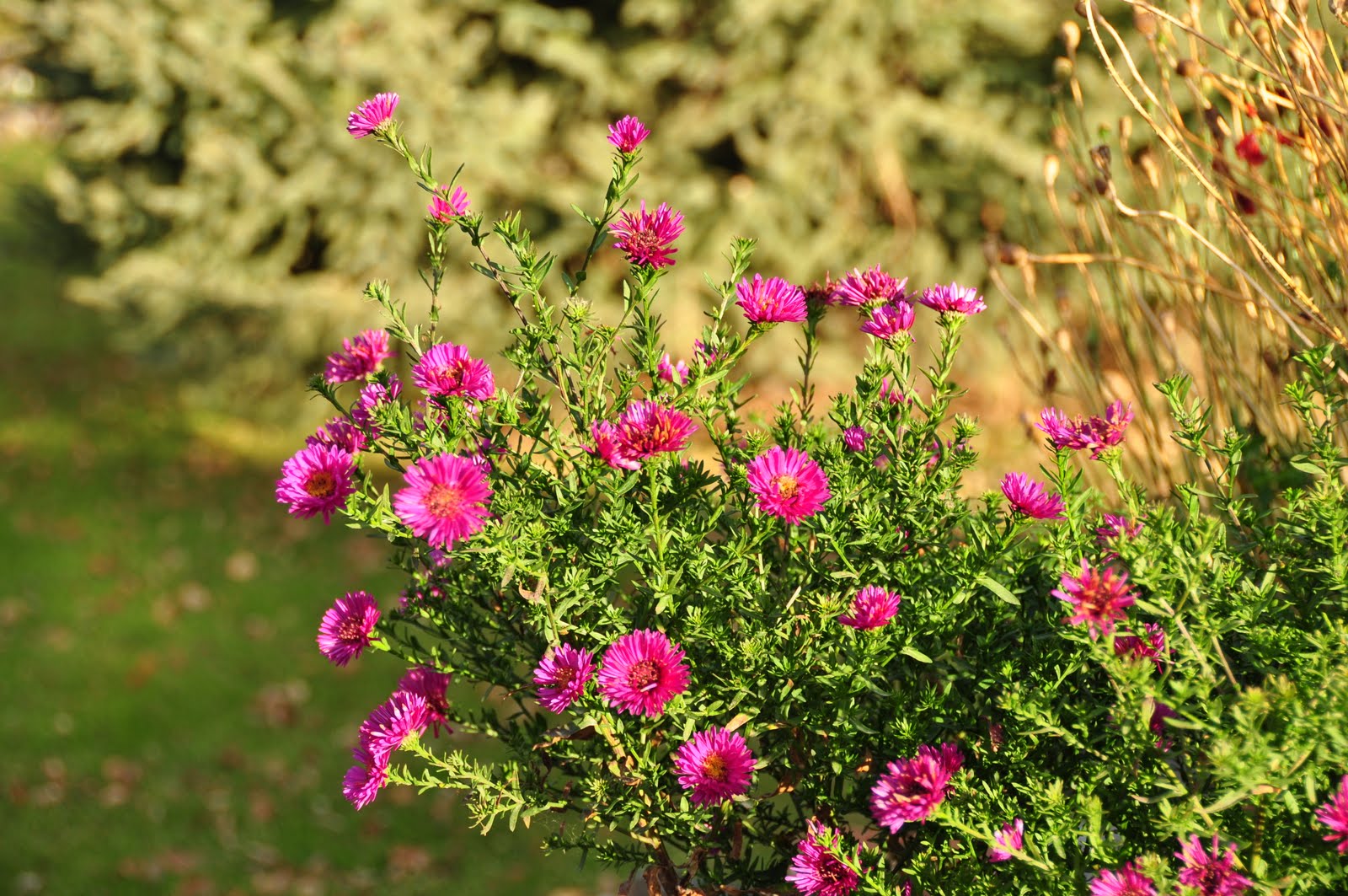 Northern Exposure Gardening Latest Flowers Still Time to Bloom!