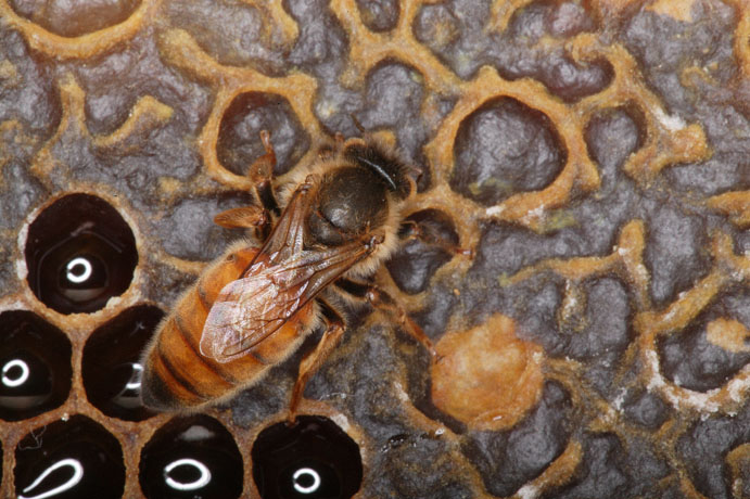 Окраска тела пчелы. Трутень карпатки. Пчелиные матки Карпатской породы. Меланоз пчел. Шмель пчела Оса трутень.
