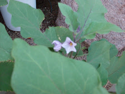 JAPANESE EGGPLANT FLOWER!