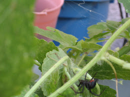 Disgusting! a black widow spider!!!