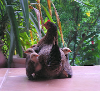 Conchita and her chicks, La Ceiba, Honduras