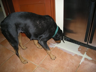 rottweiler cleaning up mess