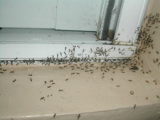 ant invasion, La Ceiba, Honduras