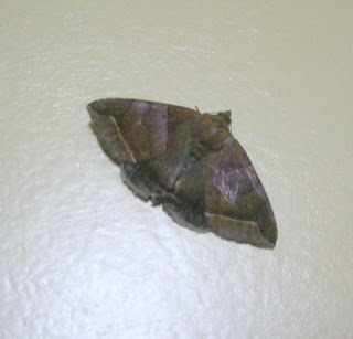 Moth, La Ceiba, Honduras