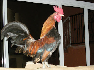 Honduran bantam rooster