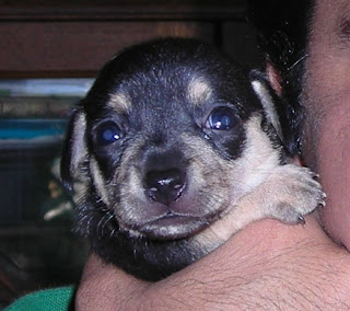 Chihuahua pup, 3 weeks