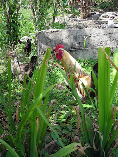 Chicken and rooster, Honduras