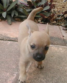 6-week-old Chihuahua