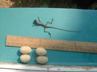 lizard eggs, Honduras