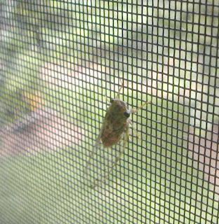 cicada, Honduras
