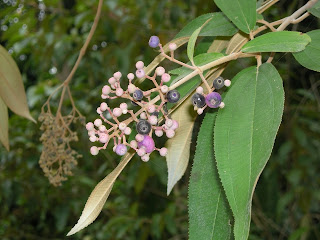 Conostegia xalapensis, La Ceiba, Honduras