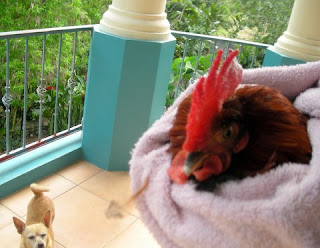 bantam rooster, La Ceiba,Honduras