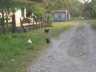 chickens, Honduras