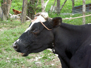 cow, Honduras