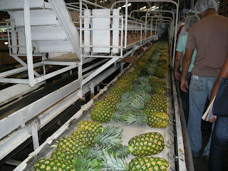 pineapples at the Dole plant