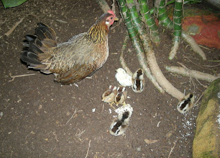 chickens, La Ceiba, Honduras