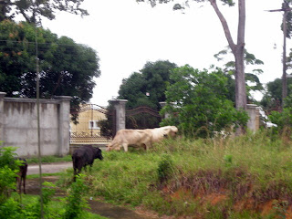 Cows, La Ceiba, Honduras