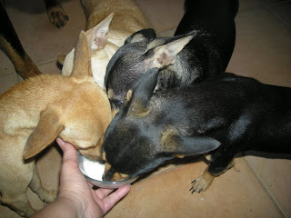 chihuahuas eating yogurt, La Ceiba, Honduras