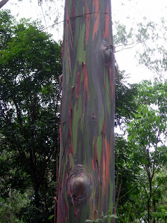 Eucalyptus trees in El Porvenir, Honduras