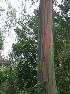 Eucalyptus trees in El Porvenir, Honduras