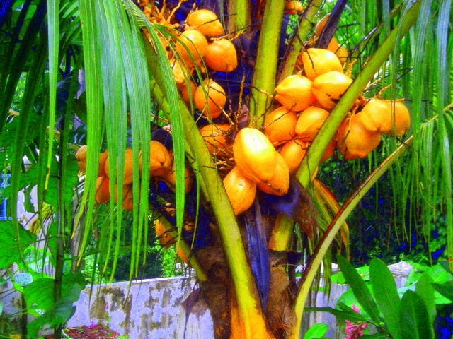 Harvesting and opening the coconuts | La Gringa's Blogicito