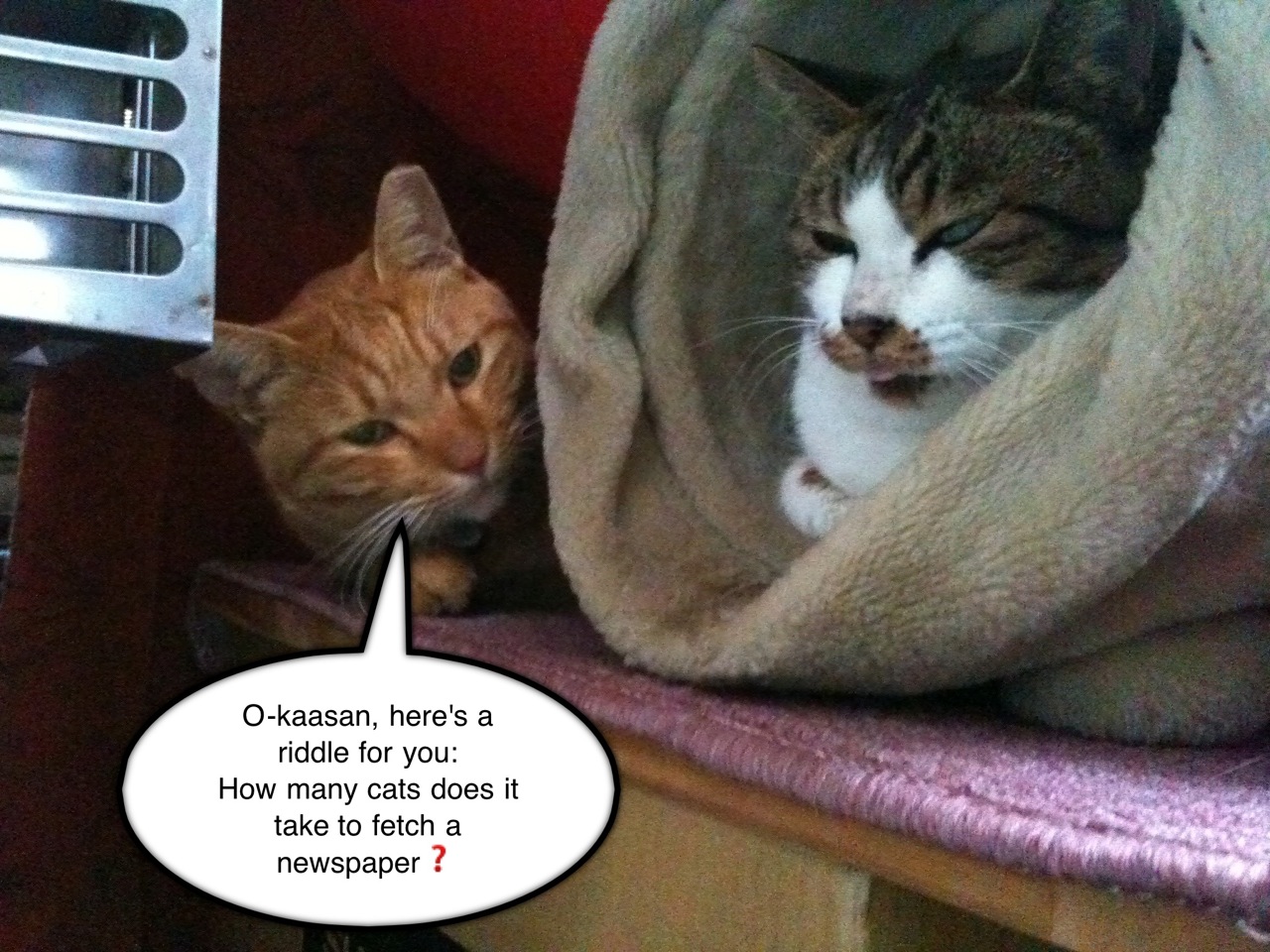 Truefriends. Cat joke