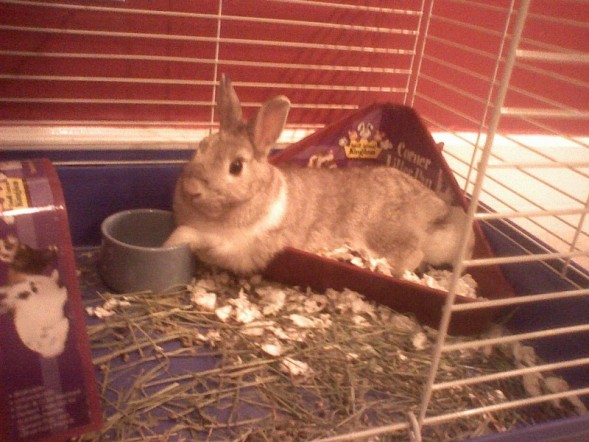 Hank