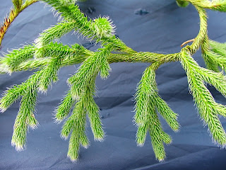 flora-spontana-pedicuta-lycopodium-clavatum