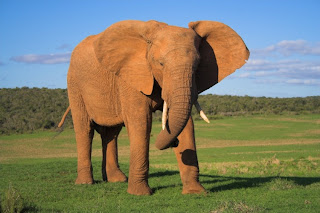 Image of an African Elephant 