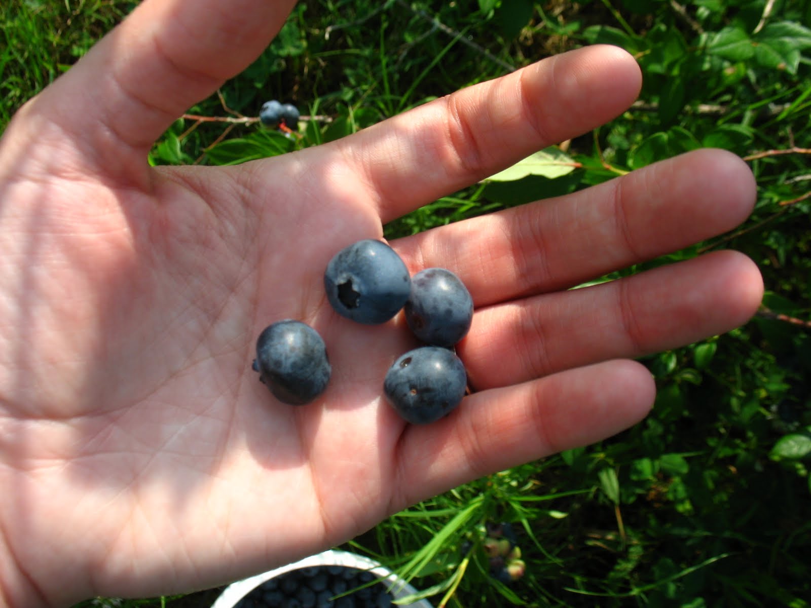 [blueberry-bearded-dragon-habitat.jpg]