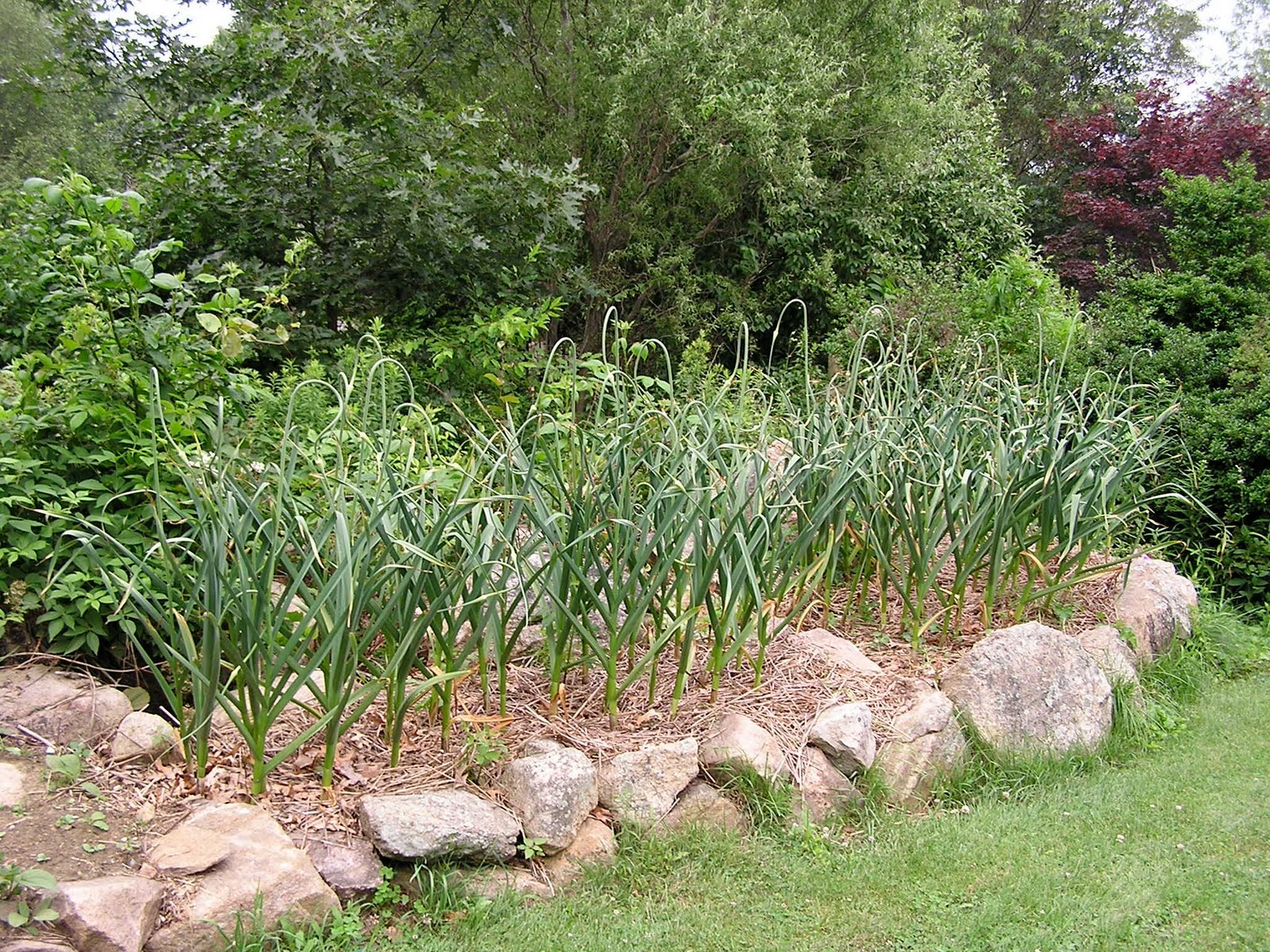 Hort Blog Growing Great Garlic