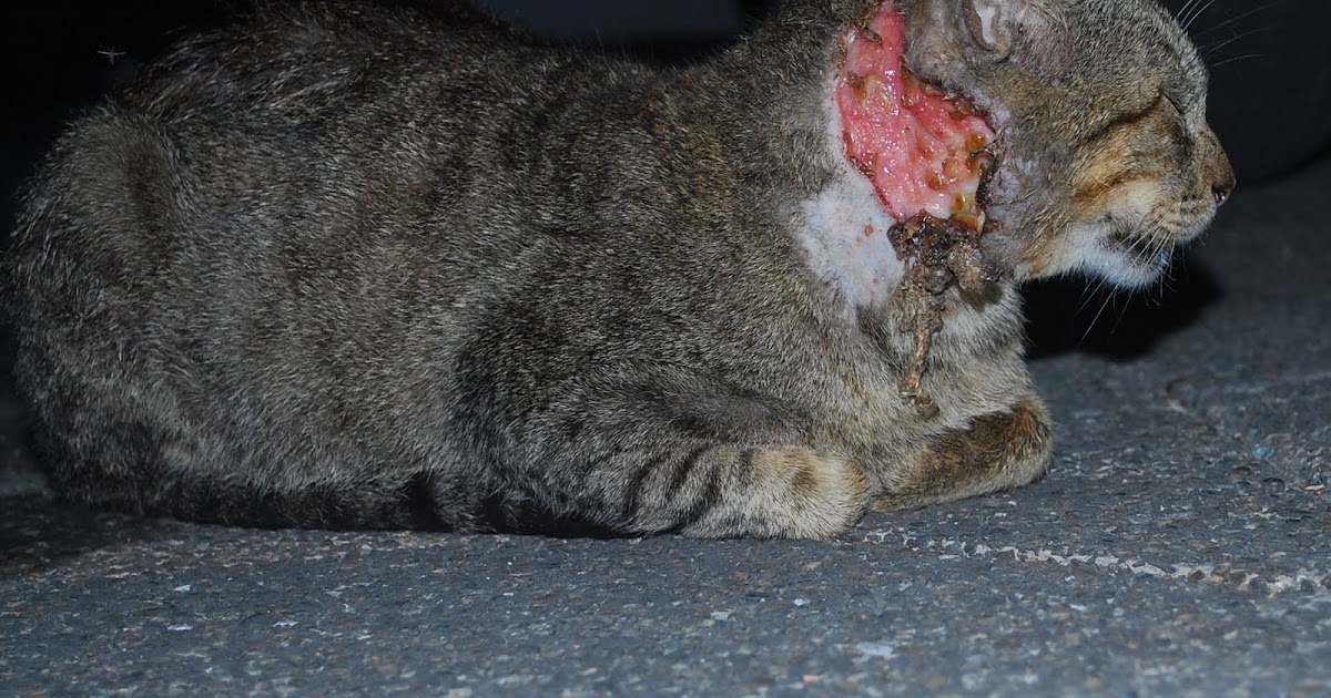 Why cats have 9 lives voyager 3