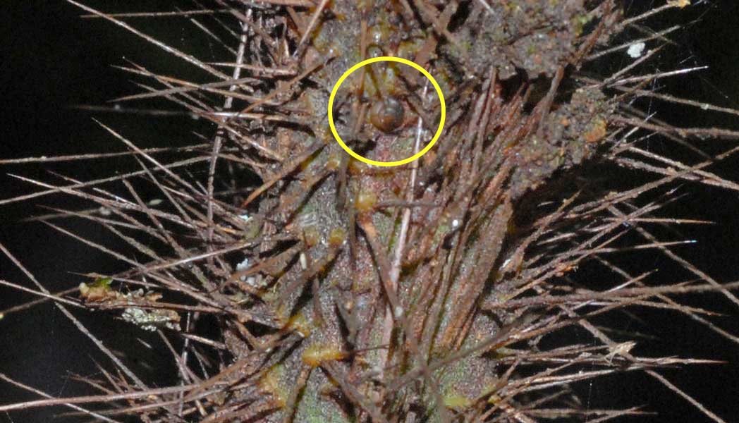 A Snail's Eye View Snail's Eye View Now with real snails!