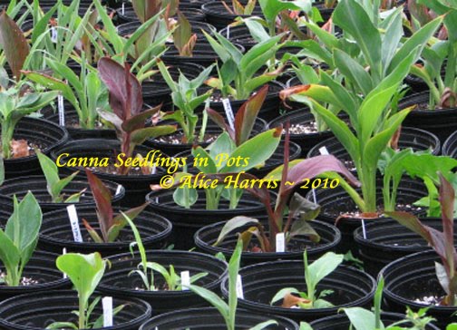 [canna+seedlings-pots.jpg]