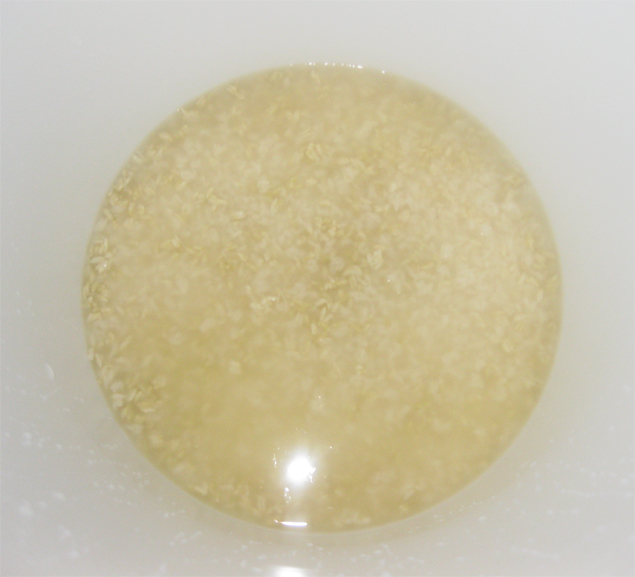 Sake Yeast Starter (Moto) The Mad Fermentationist Homebrewing Blog