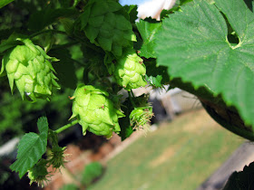 Cascade Hop Closeup