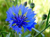 bleuet de France