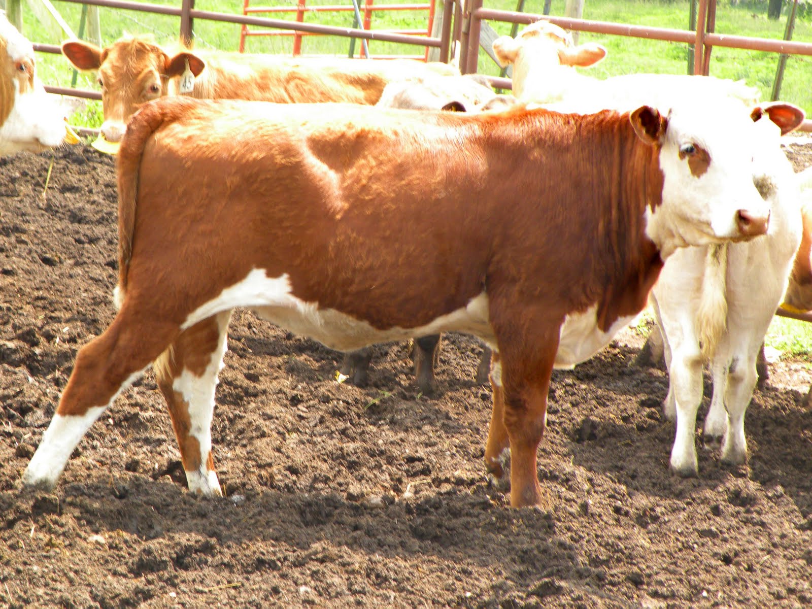 Ussery Beefalo HEIFERS & STEERS FOR SALE