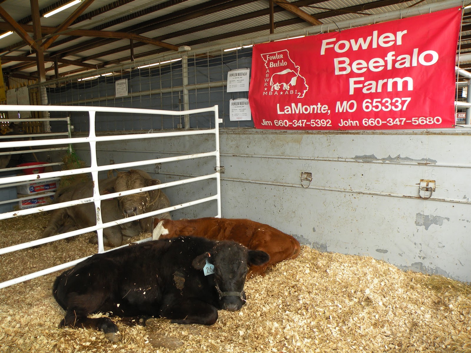 Ussery Beefalo: Notes from Farmfest 2010