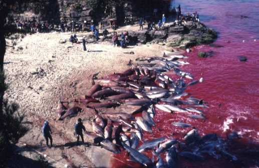 Dolphin Graveyard