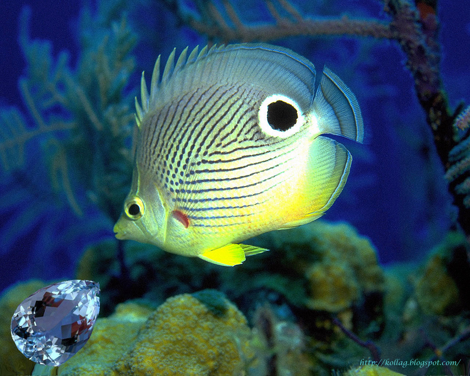 Мир аквариумных рыбок. Рыба ангел Кифэра. Красивые экзотические рыбы. Тропические рыбки. Морские рыбки.